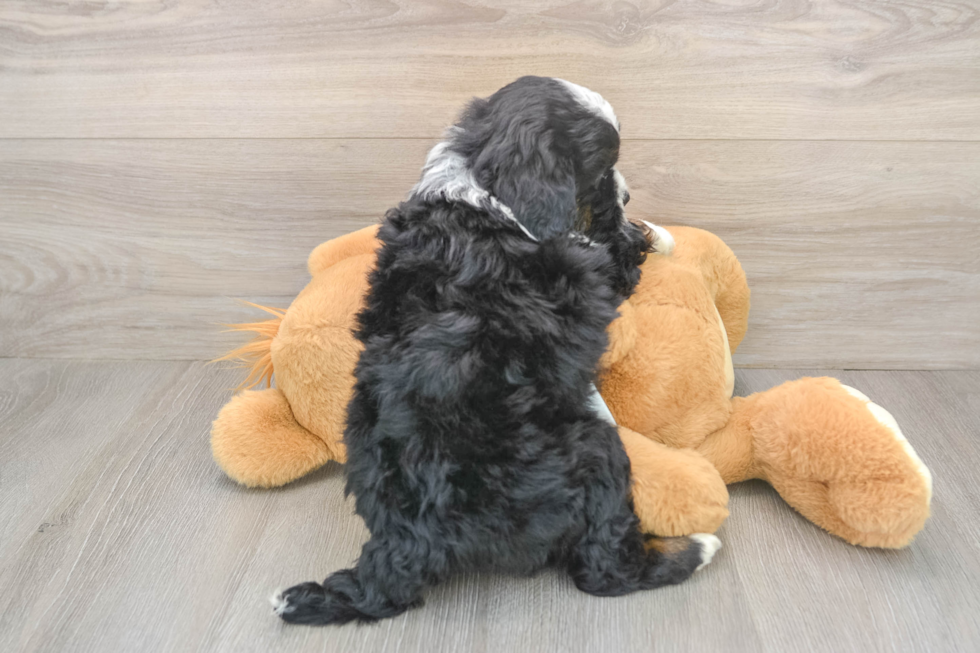 Mini Bernedoodle Pup Being Cute