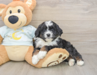 7 week old Mini Bernedoodle Puppy For Sale - Windy City Pups