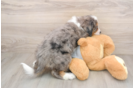 Mini Bernedoodle Pup Being Cute