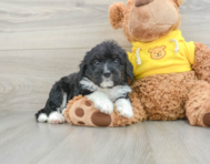 8 week old Mini Bernedoodle Puppy For Sale - Windy City Pups