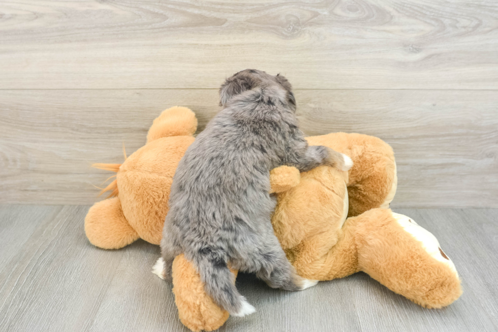 Mini Bernedoodle Pup Being Cute