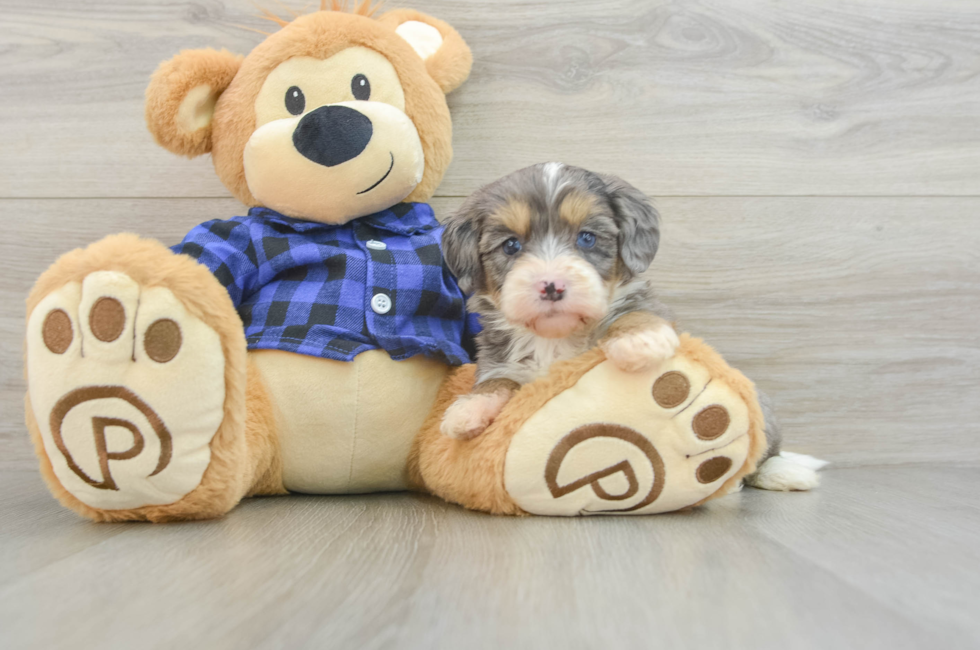 5 week old Mini Bernedoodle Puppy For Sale - Windy City Pups