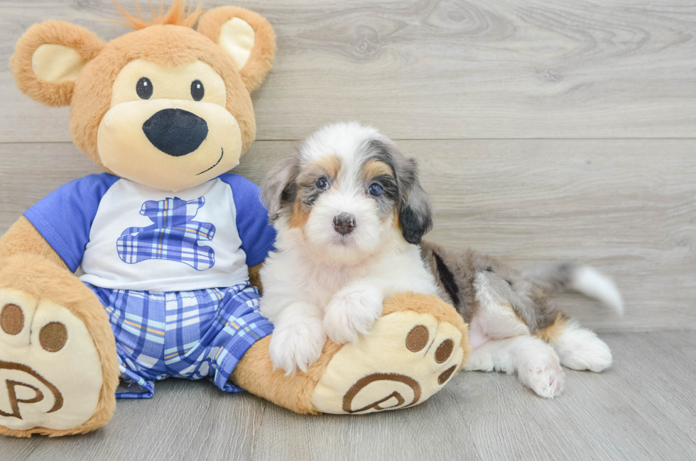 6 week old Mini Bernedoodle Puppy For Sale - Windy City Pups