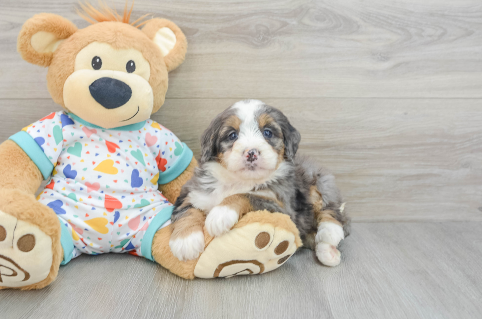 6 week old Mini Bernedoodle Puppy For Sale - Windy City Pups