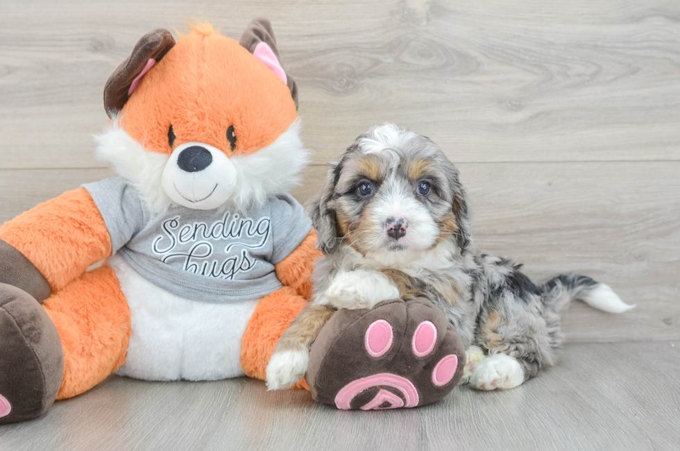6 week old Mini Bernedoodle Puppy For Sale - Windy City Pups