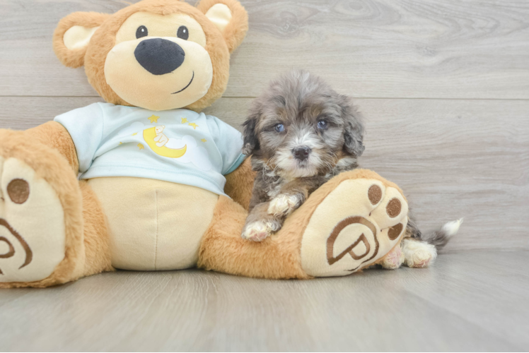 Friendly Mini Bernedoodle Baby