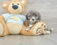 8 week old Mini Bernedoodle Puppy For Sale - Windy City Pups