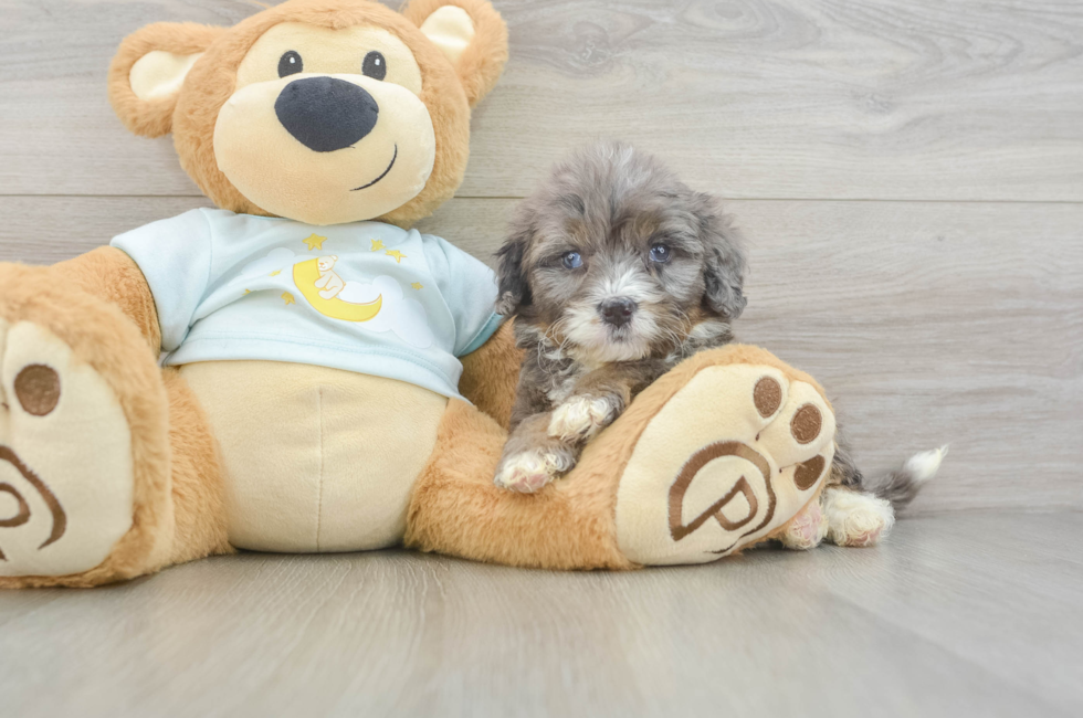 8 week old Mini Bernedoodle Puppy For Sale - Windy City Pups
