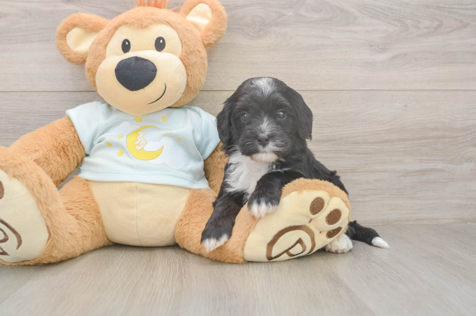 5 week old Mini Bernedoodle Puppy For Sale - Windy City Pups