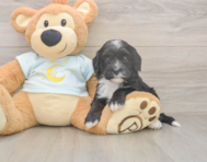 5 week old Mini Bernedoodle Puppy For Sale - Windy City Pups 5 week old Mini Bernedoodle Puppy For Sale - Windy City Pups