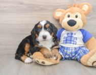 6 week old Mini Bernedoodle Puppy For Sale - Windy City Pups