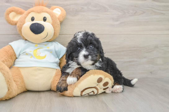 Mini Bernedoodle Puppy for Adoption