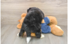 Best Mini Bernedoodle Baby
