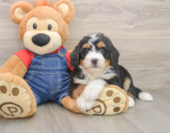 7 week old Mini Bernedoodle Puppy For Sale - Windy City Pups