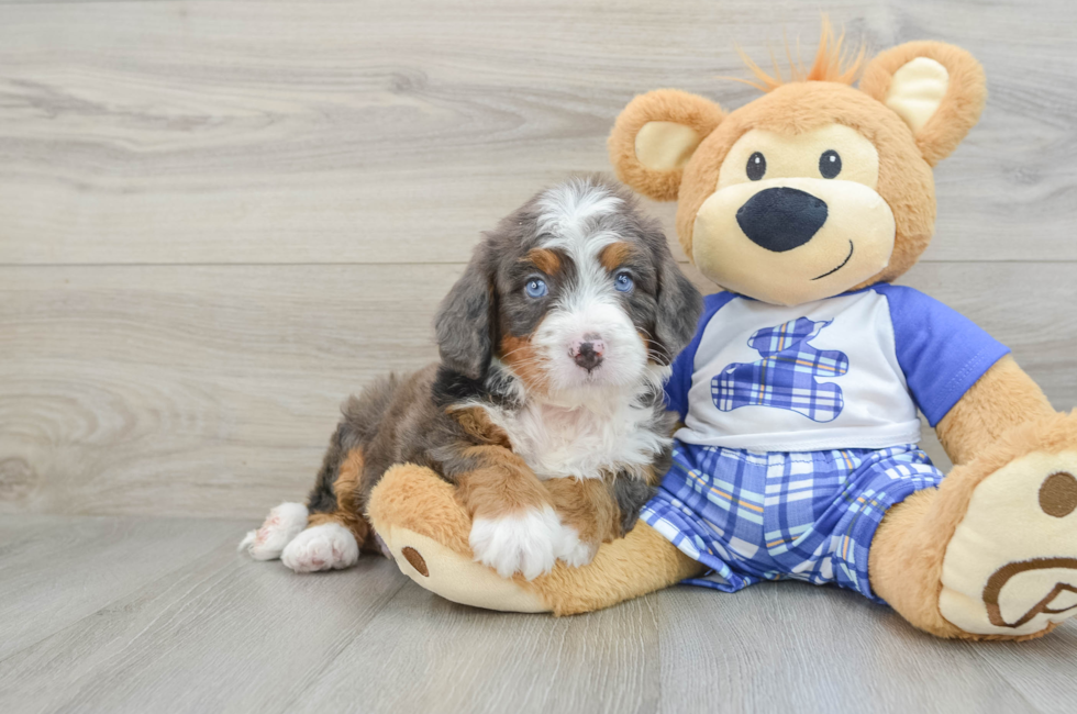 6 week old Mini Bernedoodle Puppy For Sale - Windy City Pups