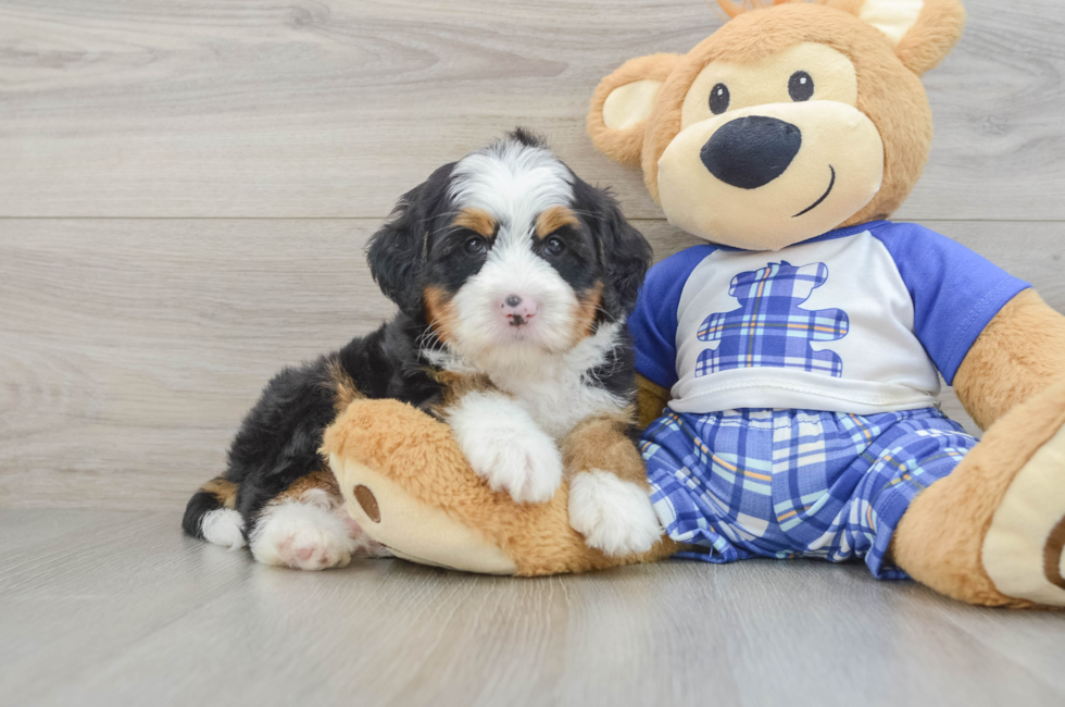 5 week old Mini Bernedoodle Puppy For Sale - Windy City Pups