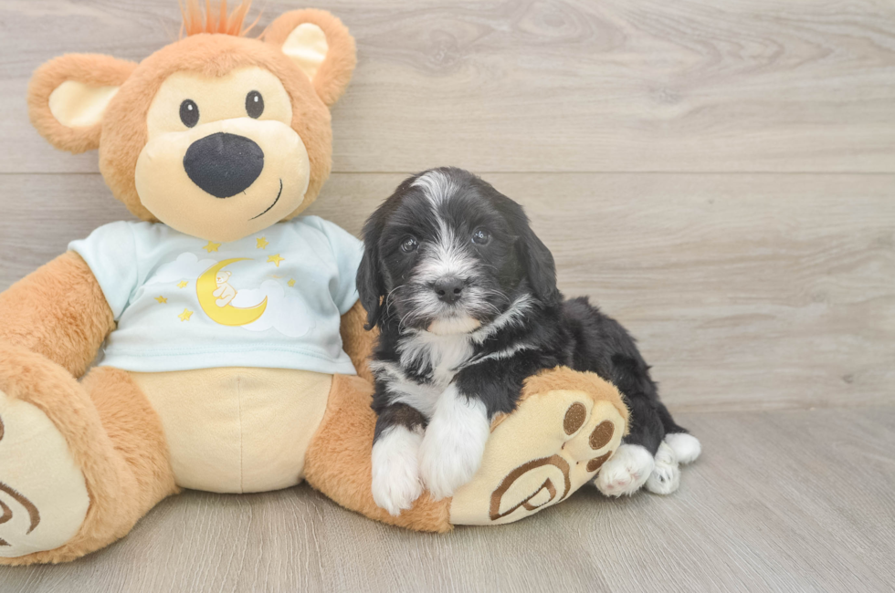 5 week old Mini Bernedoodle Puppy For Sale - Windy City Pups