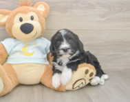 5 week old Mini Bernedoodle Puppy For Sale - Windy City Pups 5 week old Mini Bernedoodle Puppy For Sale - Windy City Pups