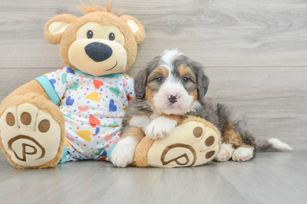 6 week old Mini Bernedoodle Puppy For Sale - Windy City Pups