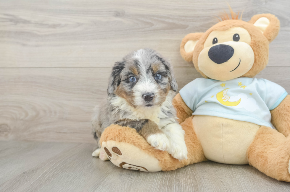 5 week old Mini Bernedoodle Puppy For Sale - Windy City Pups