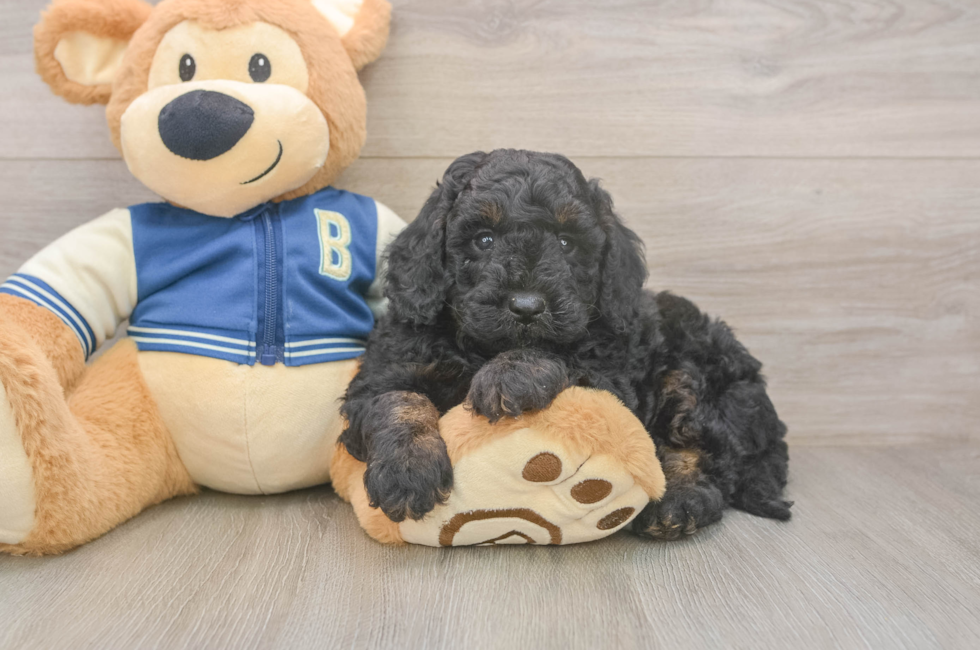 5 week old Mini Bernedoodle Puppy For Sale - Windy City Pups