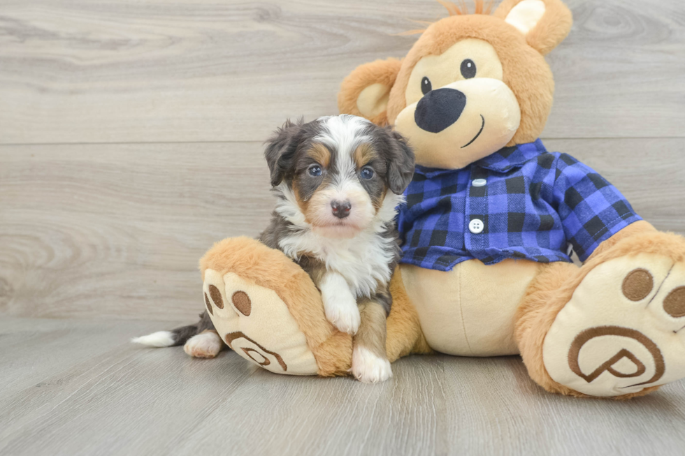 Small Mini Bernedoodle Baby