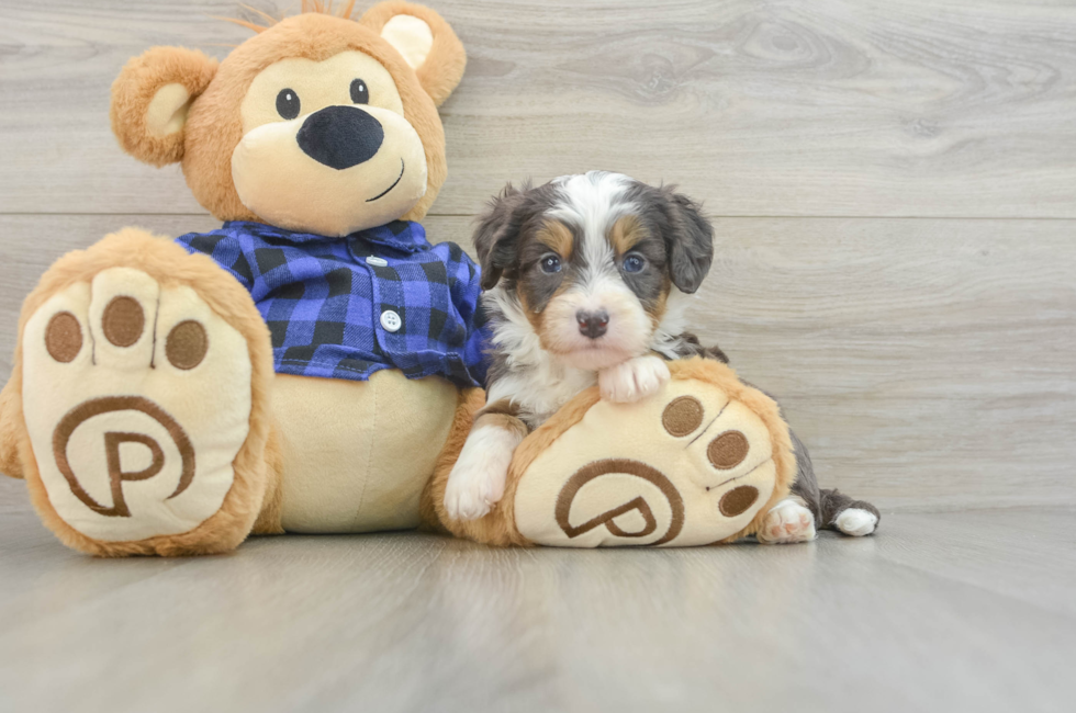 5 week old Mini Bernedoodle Puppy For Sale - Windy City Pups