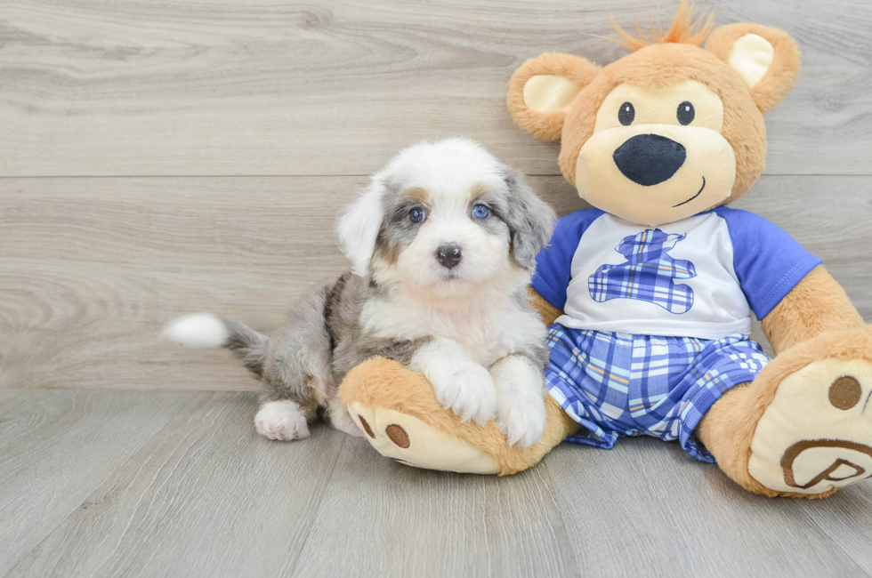 6 week old Mini Bernedoodle Puppy For Sale - Windy City Pups