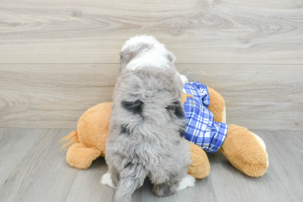 Mini Bernedoodle Pup Being Cute