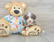 8 week old Mini Bernedoodle Puppy For Sale - Windy City Pups