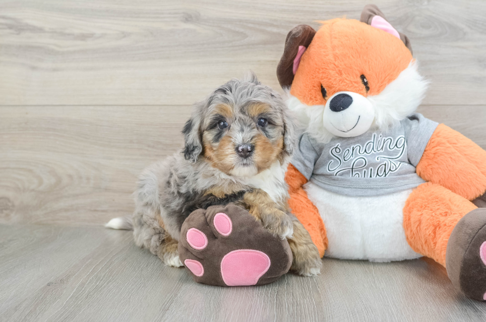6 week old Mini Bernedoodle Puppy For Sale - Windy City Pups