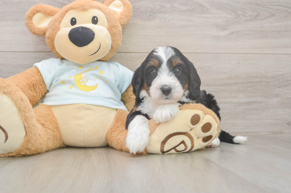 5 week old Mini Bernedoodle Puppy For Sale - Windy City Pups
