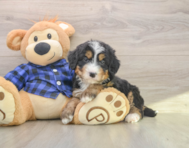 7 week old Mini Bernedoodle Puppy For Sale - Windy City Pups