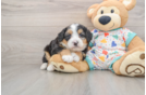 Best Mini Bernedoodle Baby