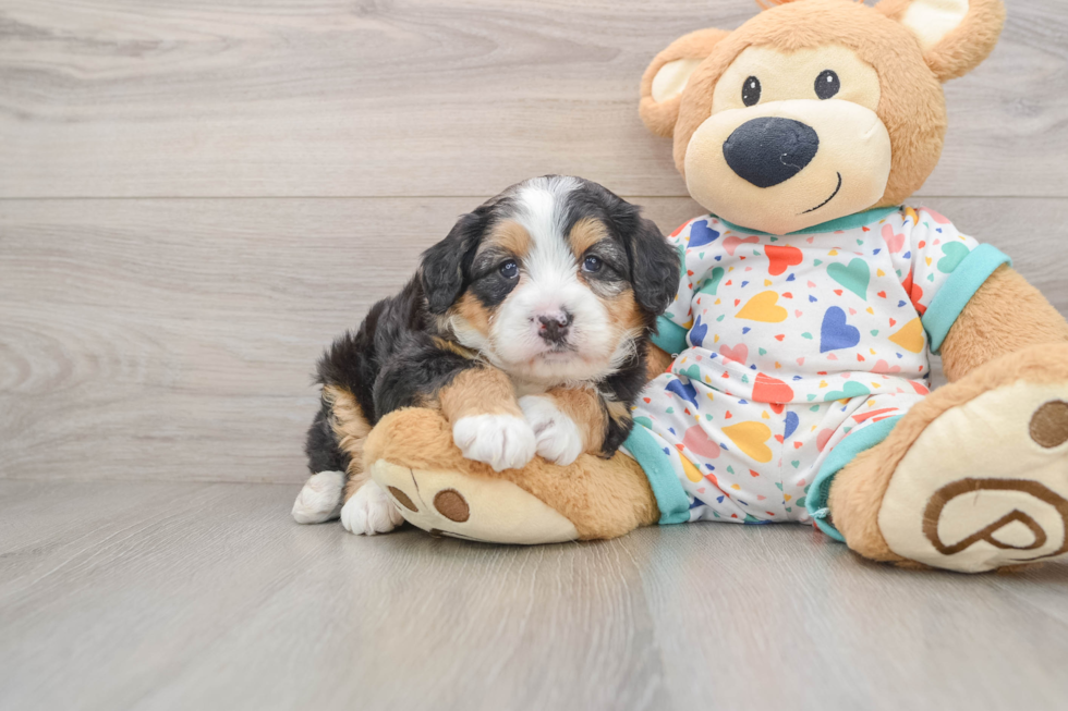 Best Mini Bernedoodle Baby