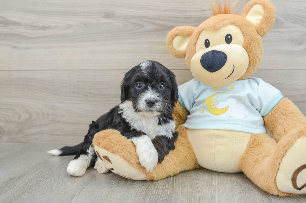 5 week old Mini Bernedoodle Puppy For Sale - Windy City Pups