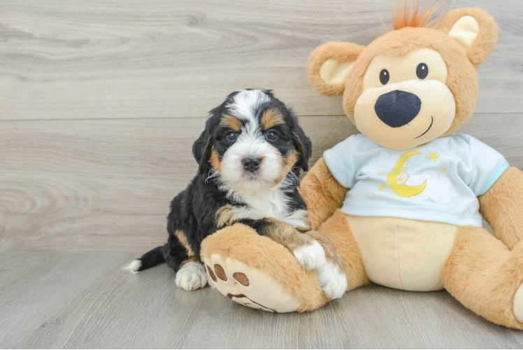 Best Mini Bernedoodle Baby