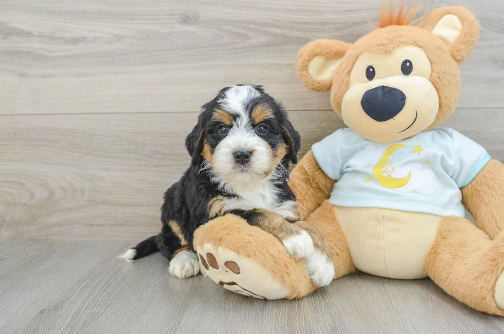 6 week old Mini Bernedoodle Puppy For Sale - Windy City Pups
