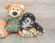 7 week old Mini Bernedoodle Puppy For Sale - Windy City Pups