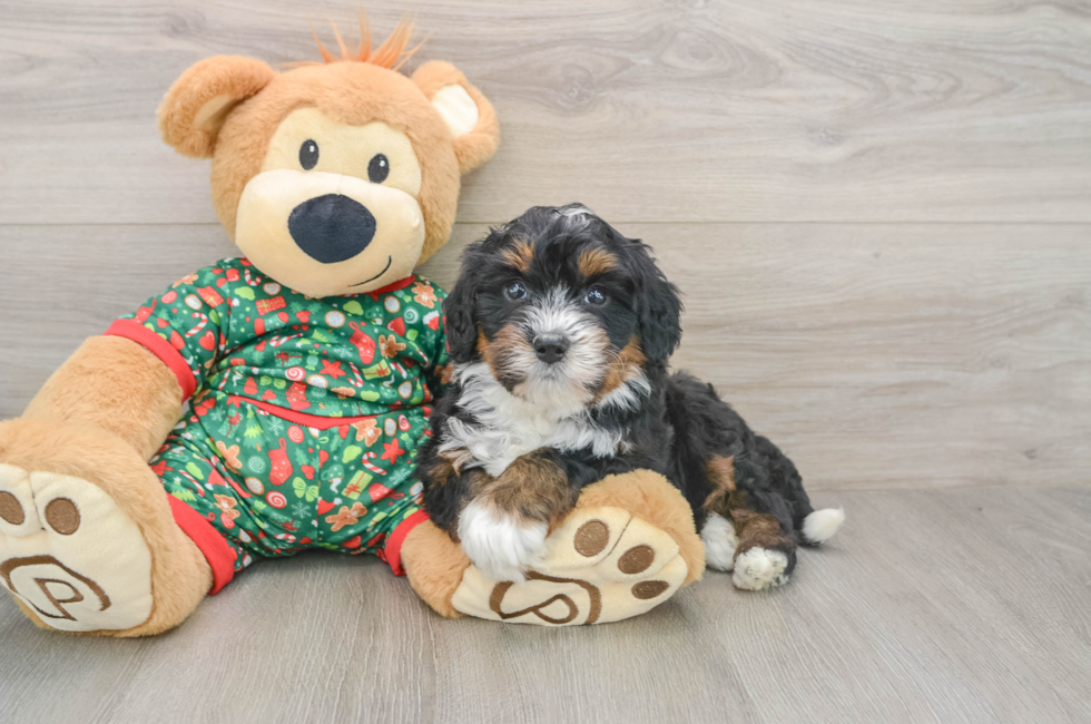 5 week old Mini Bernedoodle Puppy For Sale - Windy City Pups