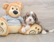 7 week old Mini Bernedoodle Puppy For Sale - Windy City Pups