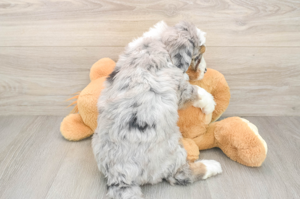 Best Mini Bernedoodle Baby