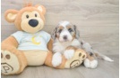 Fluffy Mini Bernedoodle Poodle Mix Pup