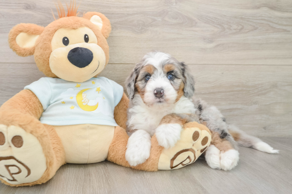 Fluffy Mini Bernedoodle Poodle Mix Pup