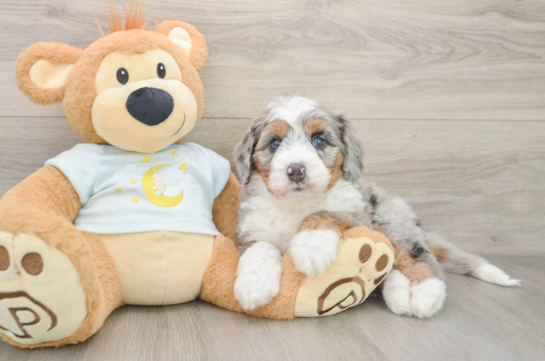 Fluffy Mini Bernedoodle Poodle Mix Pup