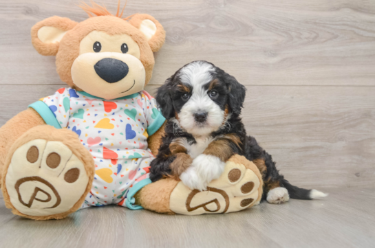 MAGGIE, a Mini Bernedoodle littermate