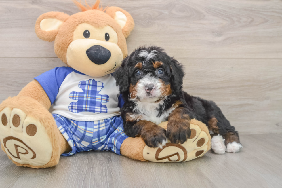 Mini Bernedoodle Puppy for Adoption