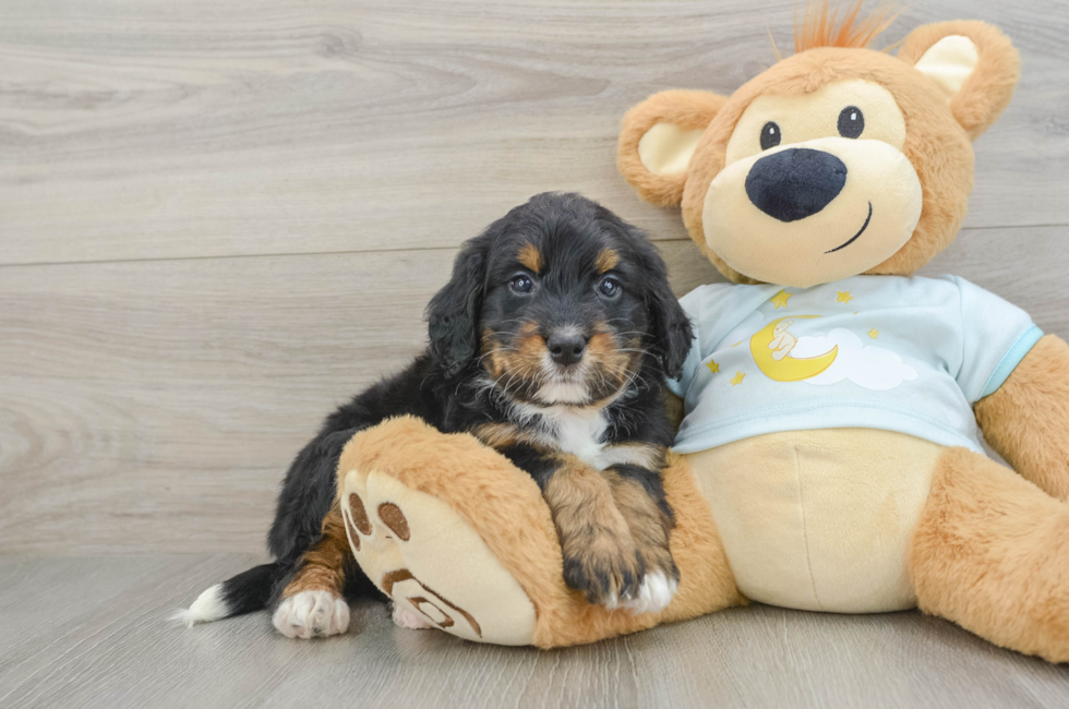 6 week old Mini Bernedoodle Puppy For Sale - Windy City Pups