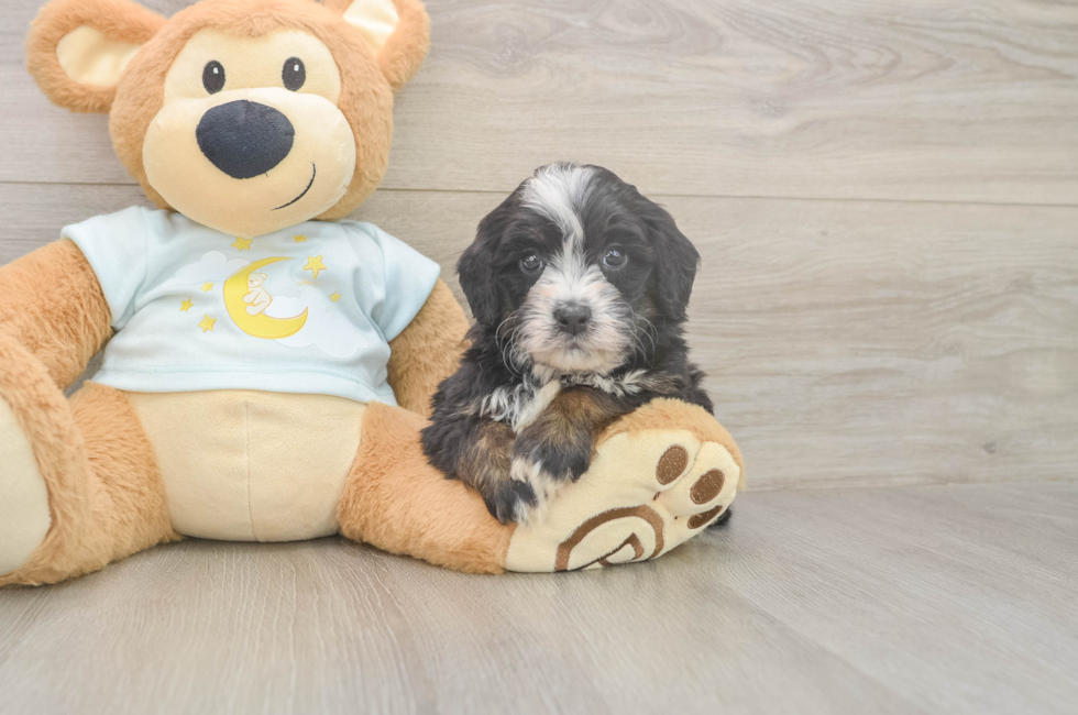 5 week old Mini Bernedoodle Puppy For Sale - Windy City Pups