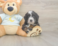 6 week old Mini Bernedoodle Puppy For Sale - Windy City Pups 6 week old Mini Bernedoodle Puppy For Sale - Windy City Pups